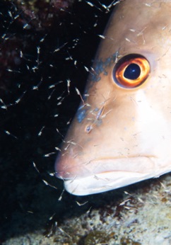 Snapper and fry